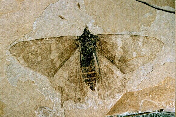 Photo:  Fossil Butterfly